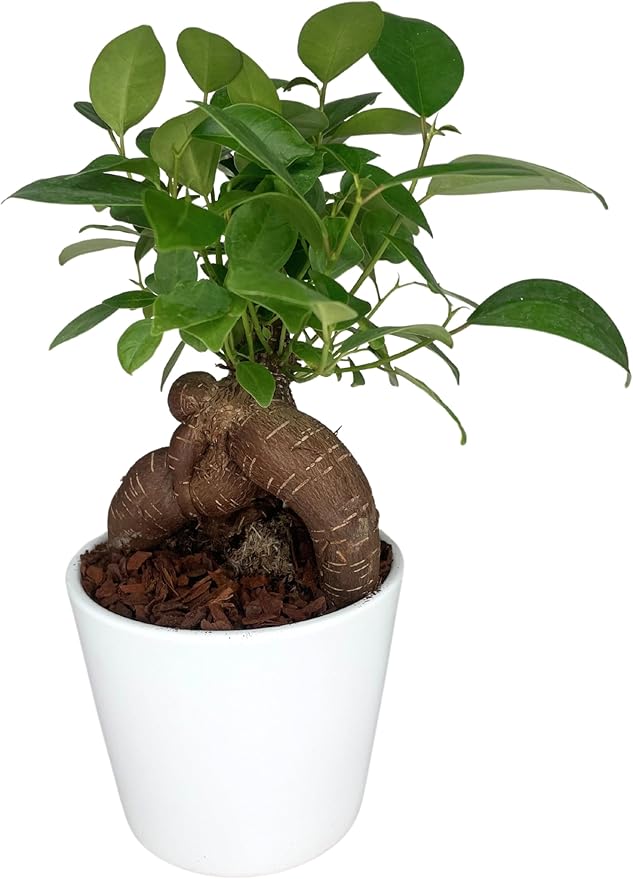 Ficus Benjamina